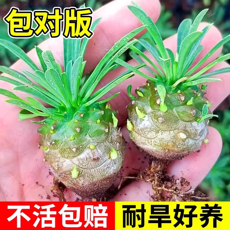 峨眉山多肉实生块根植物小菠萝凤