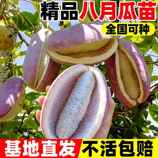 正宗无籽八月瓜树苗当年结果南北方种植易管理品种纯长势好品质佳