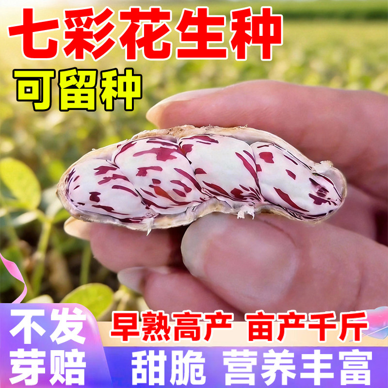 七彩花生种子富硒花生种大粒高产薄壳优质四粒红农家庭院大田播种,鲜花速递/花卉仿真/绿植园艺,家庭园艺种子,淘宝优惠券,粉丝福利购,淘宝优惠卷