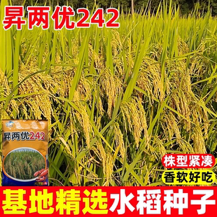 昇两优242优质长粒香米种子大米可留种常规水稻谷种高产水稻种籽