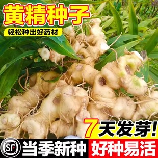 黄精种子参黄鸡菜玉竹种子正宗药材鸡头黄精多花老虎姜鸡爪参爪子