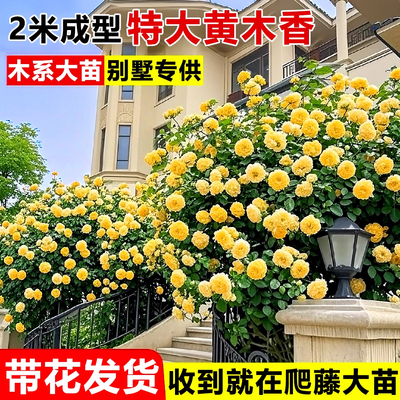 重瓣黄木香爬藤庭院阳台红白木香