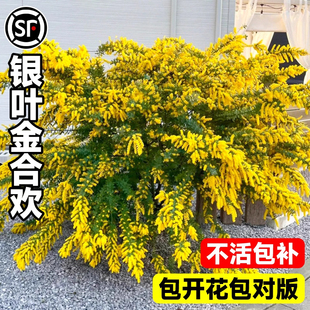 银叶金合欢树苗耐寒花卉植物盆地栽别墅庭院门前风景大树绿化苗木