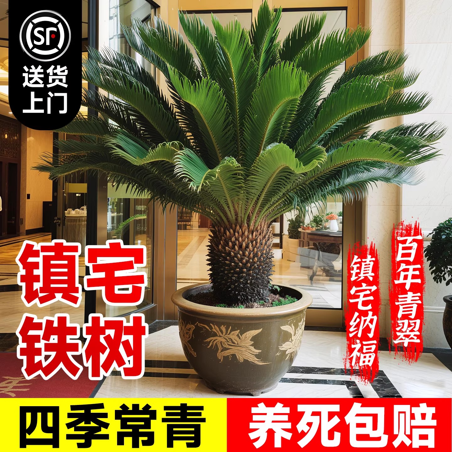 铁树盆栽客厅绿植公母一对办公室