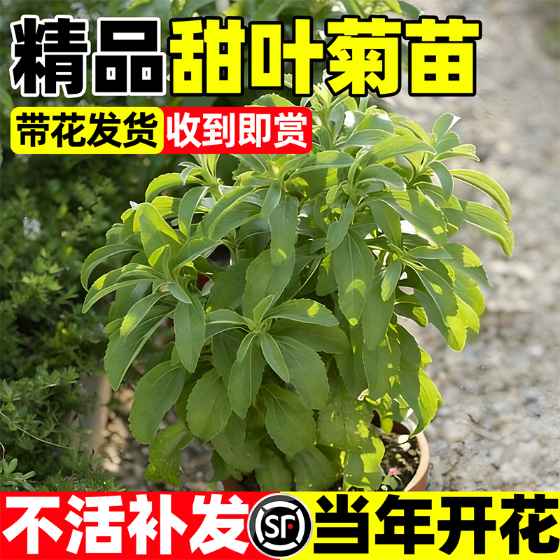 天然甜叶菊苗盆栽四季好养可食用