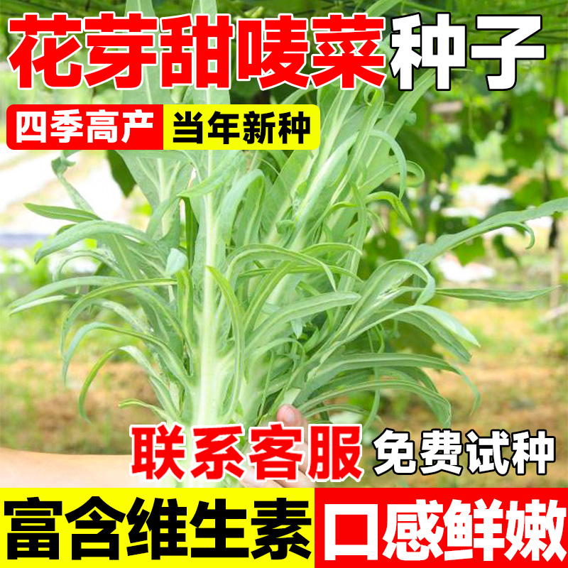 花芽甜麦菜种子春夏播种曲麻菜苦麻菜种子农家庭院阳台盆栽甜唛菜