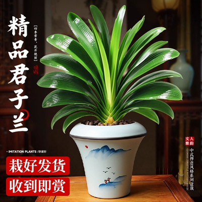 国宝级君子兰精品高端君子兰盆栽