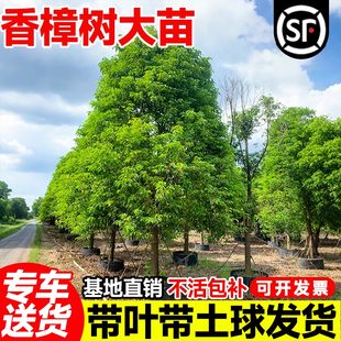 香樟树苗南北方种植龙脑小苗驱蚊虫四季常青庭院绿化工程盆栽地栽