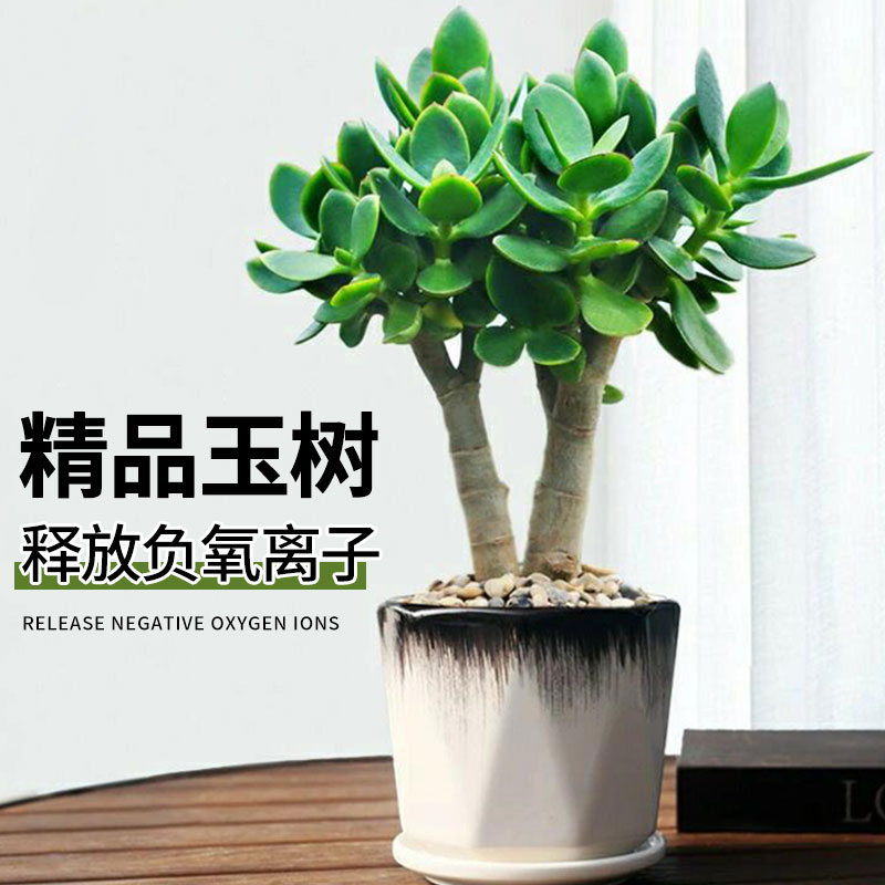 玉树盆栽花卉绿植精品多肉植物