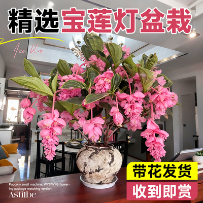 宝莲灯带花苞花盆栽绿植物大苗