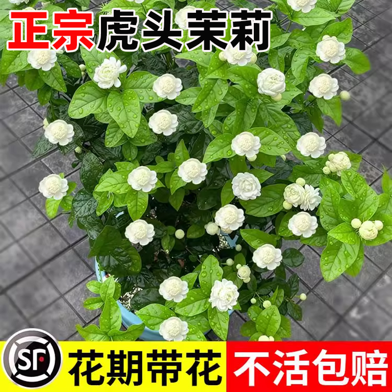 正宗虎头茉莉花盆栽重瓣大