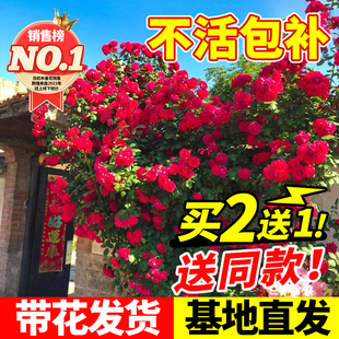 红木香花苗爬藤植物四季开花黄白木香花树苗耐寒花卉盆栽大苗