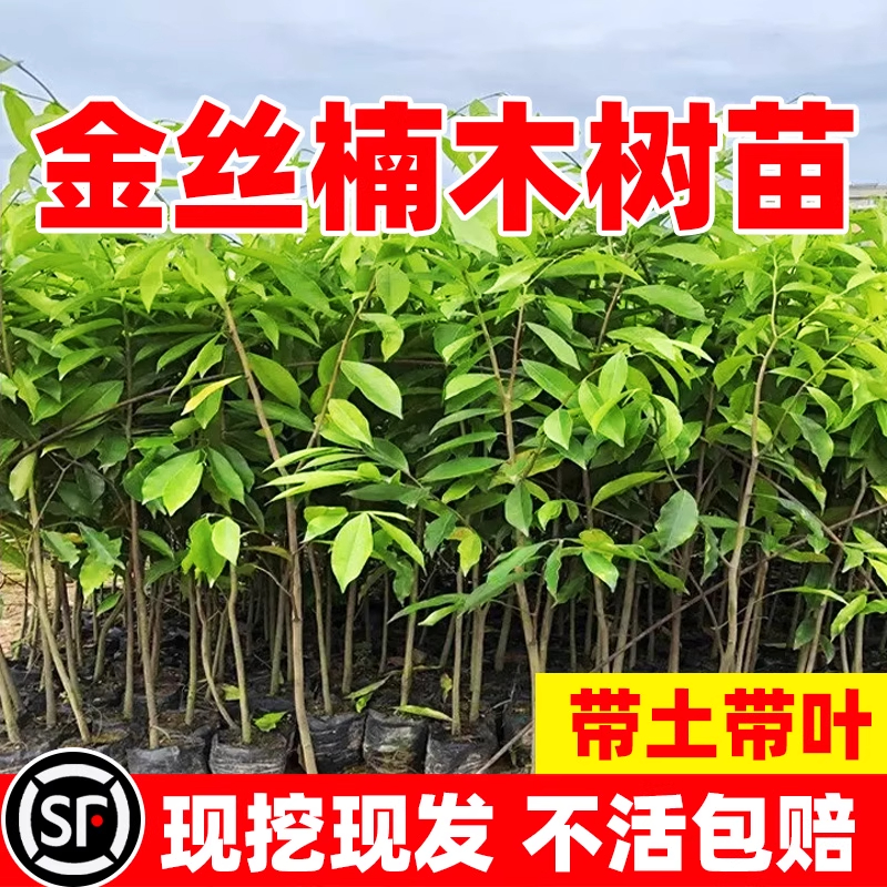金丝楠木树苗正宗十大名贵树苗四