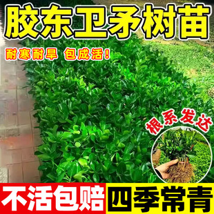 胶东卫矛树苗庭院种植绿化苗木耐寒绿篱围墙工程苗四季青冬青卫矛