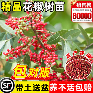 花椒树老桩当年结果四川汉源大红袍地栽盆栽庭院高产麻椒青花椒苗