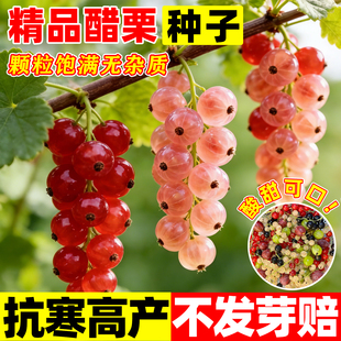 红醋栗种子家庭院阳台种植网红迷你浆果籽黄鹅莓盆栽水果野生种孑