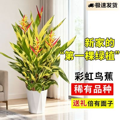 彩虹鸟蕉吉祥蕉绿植花叶青叶盆栽