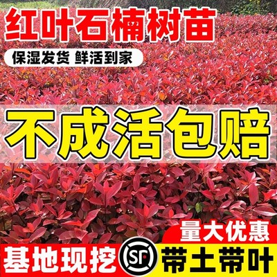 红叶石楠树苗室外庭院花园篱笆园