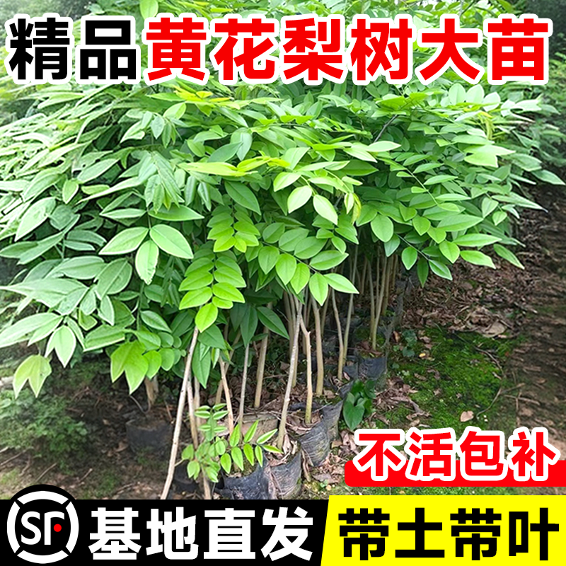 黄花梨树苗小叶紫檀海南正宗名贵