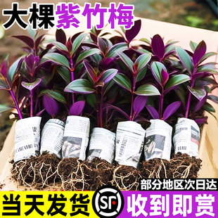 紫竹梅盆栽办公室客厅桌面水培植物室内好养紫罗吊兰四季花卉绿植