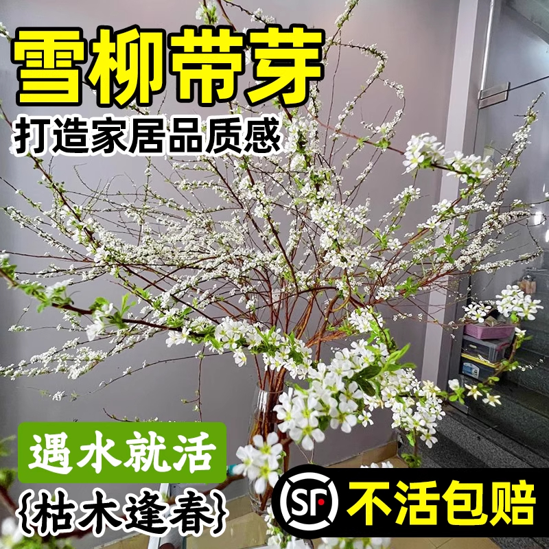 雪柳鲜枝干枝水养带花苞花枝条花