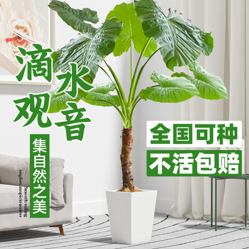 滴水观音绿植室内大型客厅盆栽植物海芋大叶老桩小叶办公水培绿植