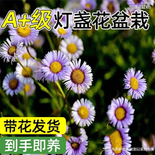 灯盏花苗盆栽四季种植灯盏细辛苗阳台庭院云南中药材观赏植物花卉