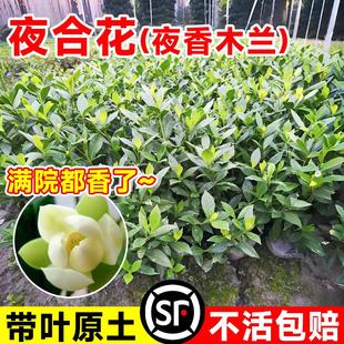 夜合花苗夜香四季阳台庭院室外绿植物木兰树苗夜百合花卉盆栽易活