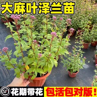 大麻叶泽兰花苗叶佩兰蝶舞兰阳台庭院盆栽四季种植多年生花镜植物