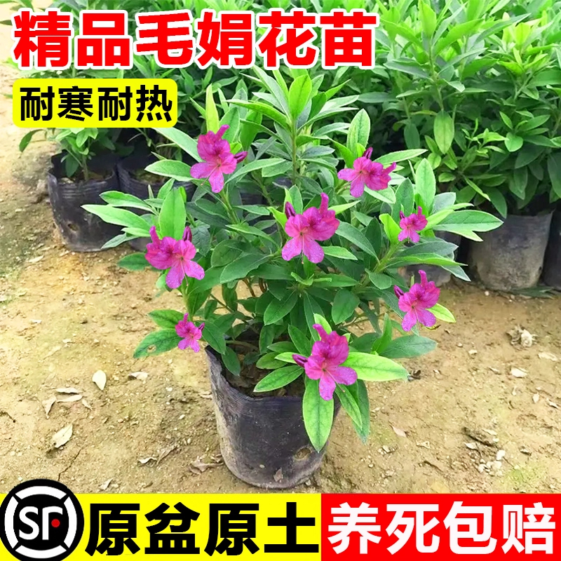 精品毛杜鹃夏娟毛鹃花苗庭院映山