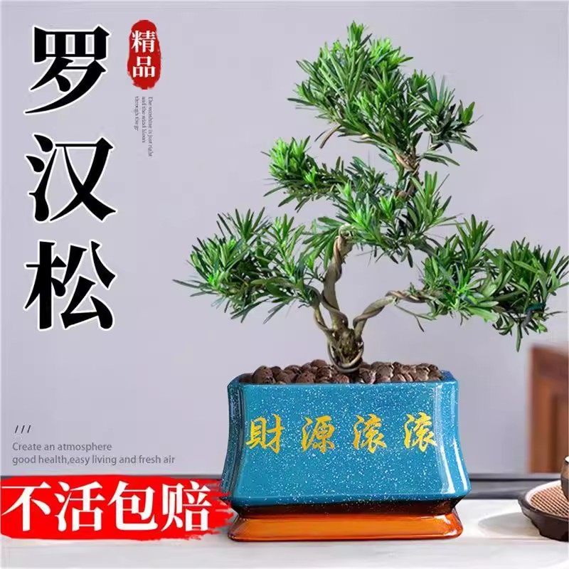 罗汉松老桩造型盆景大盆栽树苗树桩室内矮桩客厅招财旺财精品真树,鲜花速递/花卉仿真/绿植园艺,绿植,淘宝优惠券,粉丝福利购,淘宝优惠卷