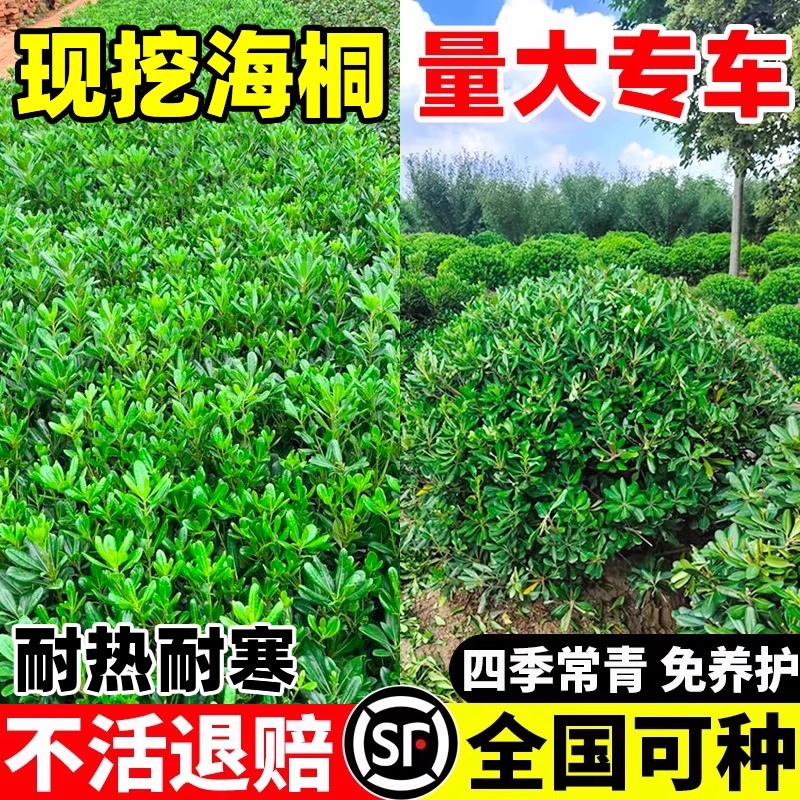 海桐树苗庭院室内外植物四季绿化