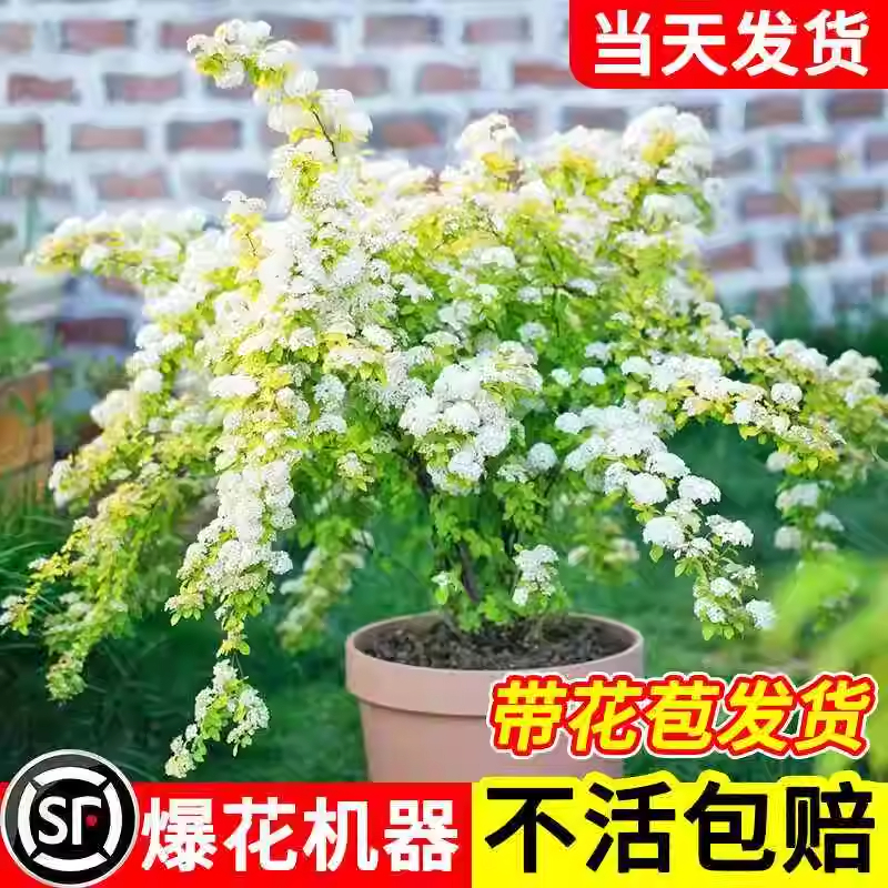 黄金喷泉绣线菊带花苞发货金叶小