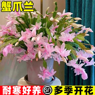 重瓣蟹爪兰盆栽四季冬天耐寒带花苞室内阳台植物好养绿植花卉大全