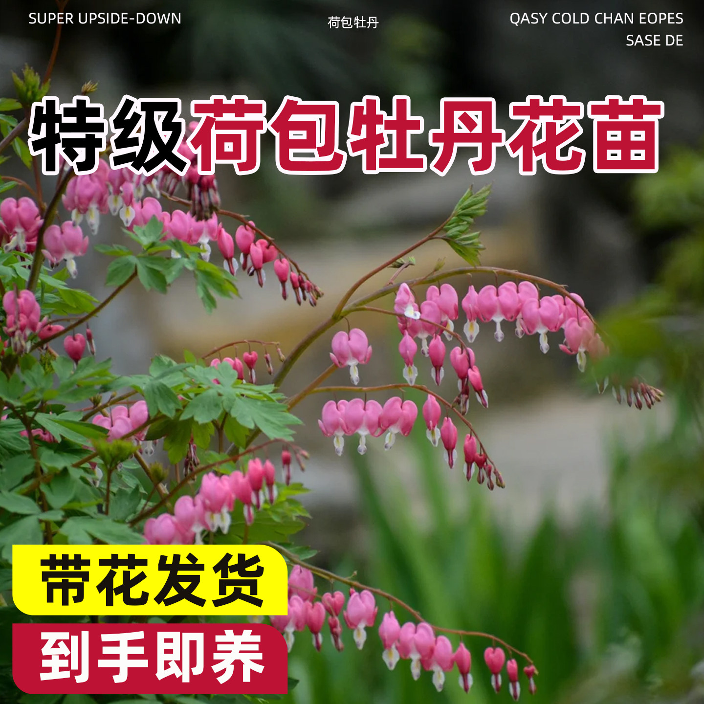 荷包牡丹花苗盆栽正品带芽种植玲儿草室内庭院阳台多年生耐寒草本