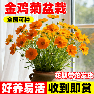 金鸡菊盆栽进口小闹钟多年生耐热耐冻爆多花美化阳台庭院花园花卉