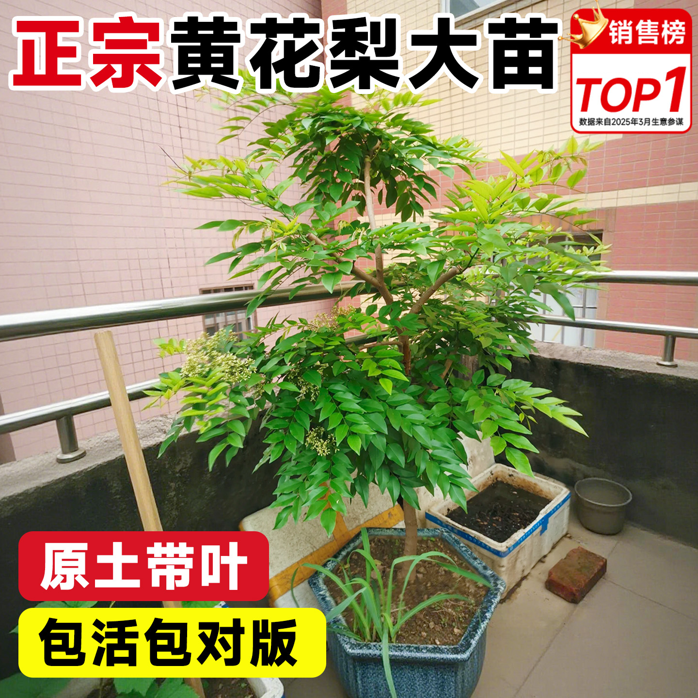 黄花梨树苗正宗海南名贵苗木