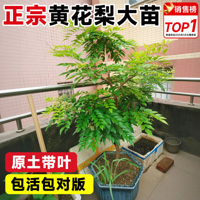 黄花梨树苗正宗海南名贵苗木