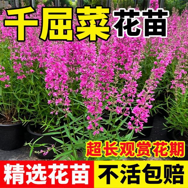 千屈菜苗水生植物矮生湿地种植