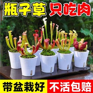 瓶子草盆栽食虫植物怪异捕蝇草猪笼草食人花紫瓶子草茅膏菜食虫草