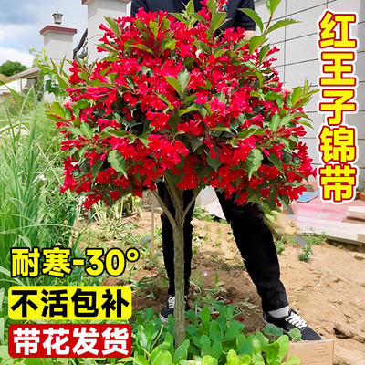 红王子锦带花树苗花叶五彩庭院