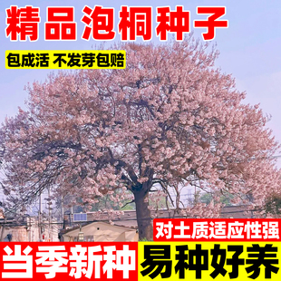 泡桐种子毛优质庭院护坡花卉白花泡桐种子四季种桐木水桐树紫花树