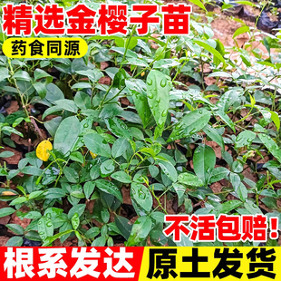 金樱子树苗带刺带杯土发货品种梨有无刺果子可入药泡酒中药材种苗