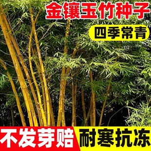 金镶玉竹子种子四季常青竹子苗庭院景观植物黄金竹罗汉竹毛竹种籽