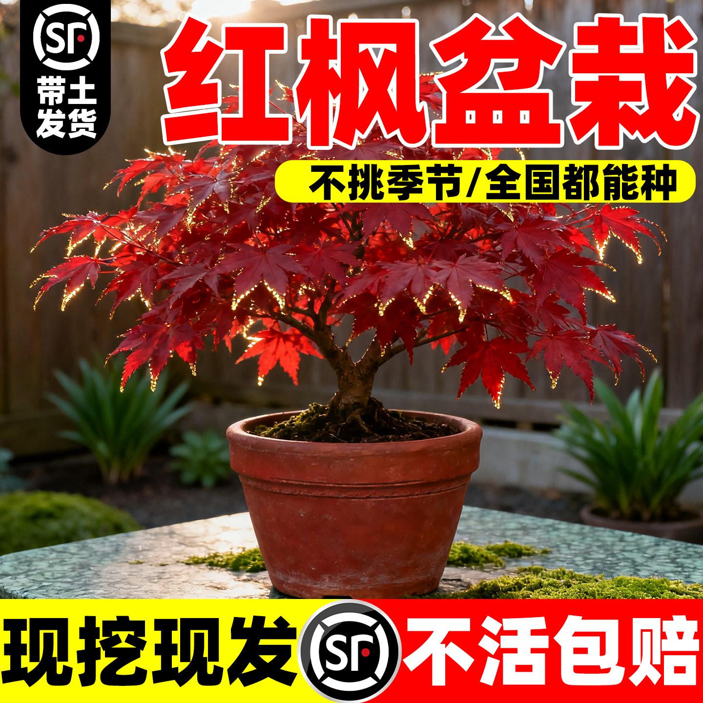 红枫盆栽树苗日本红枫盆景阳台