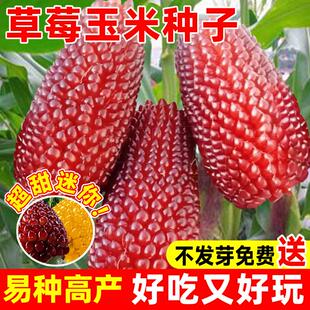 草莓玉米种籽文玩玉米种子四季种植菠萝水果新鲜老品种甜玉米棒子