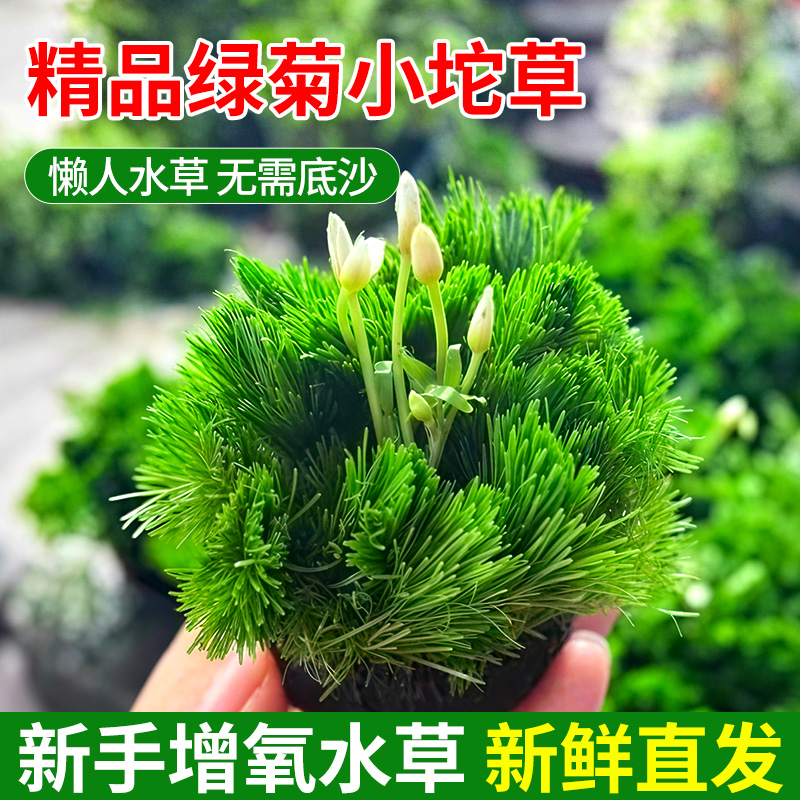 绿菊坨草增氧懒无需底砂净化水质