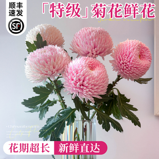 牡丹菊花鲜花云南基地直发青花瓷菊花鲜切花卉吸色菊室内家用插花