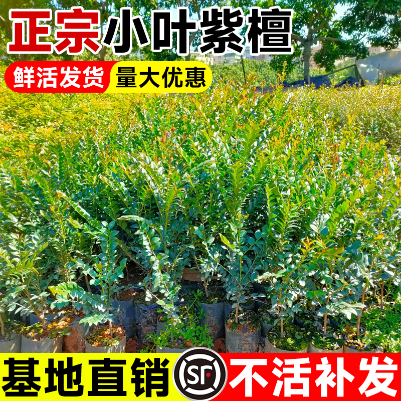 正宗小叶紫檀树苗金丝楠木地栽盆