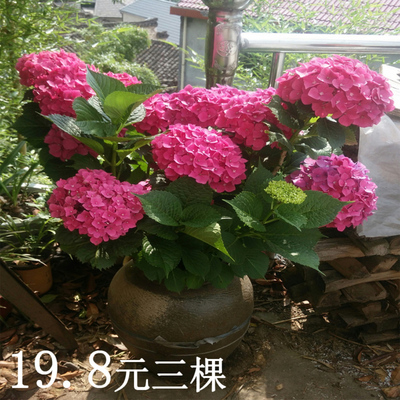 无尽夏花苗四季好养老桩室外盆栽
